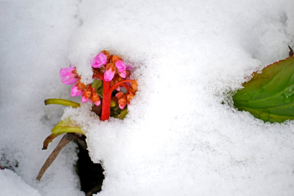 Flowers covered with snow
