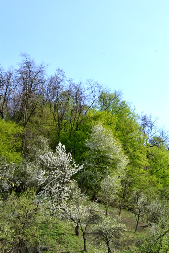 flowering trees