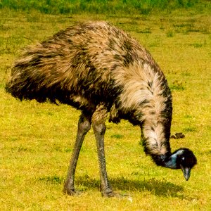 Emu photo