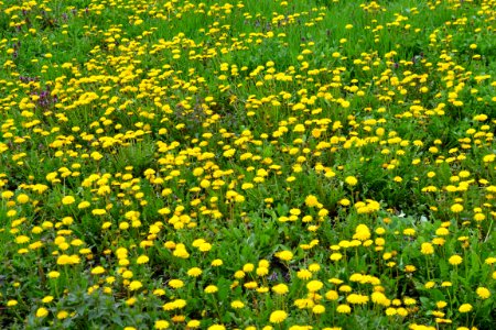 Dandelion