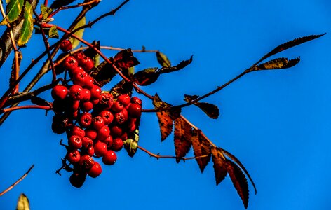 Fall red nature photo