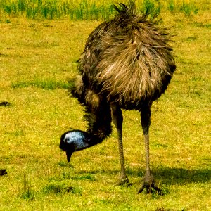 Emu