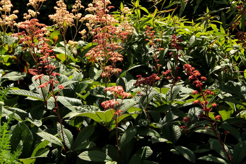 rodgersia pinnata hortorum