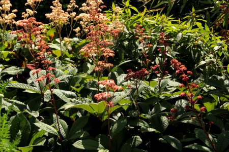 rodgersia pinnata hortorum