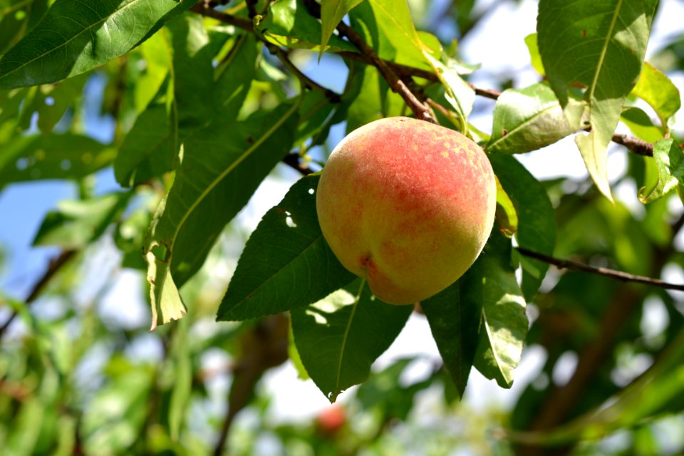 peach