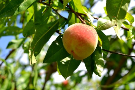 peach