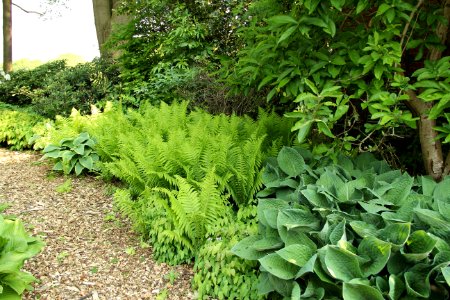 hosta fringe benefit