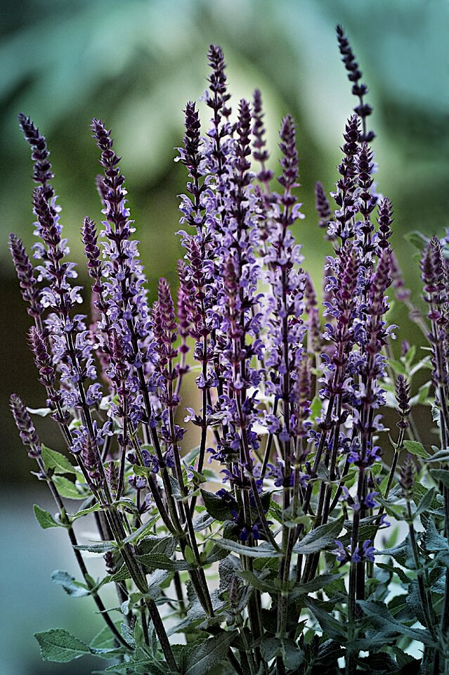 Flower lavandula spice