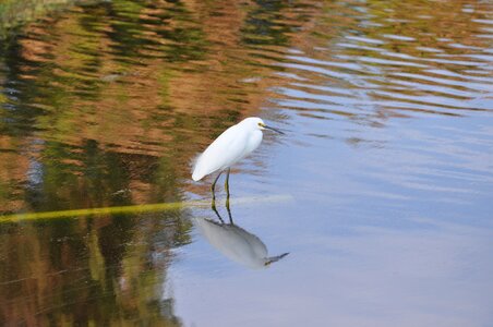 Nature wildlife water photo