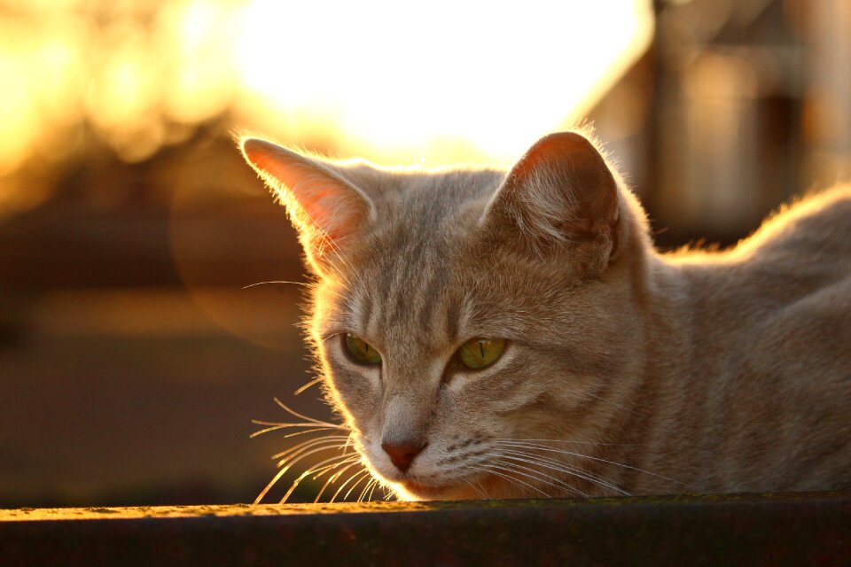 Evening light autumn mackerel