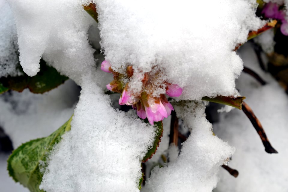 Flowers covered with snow