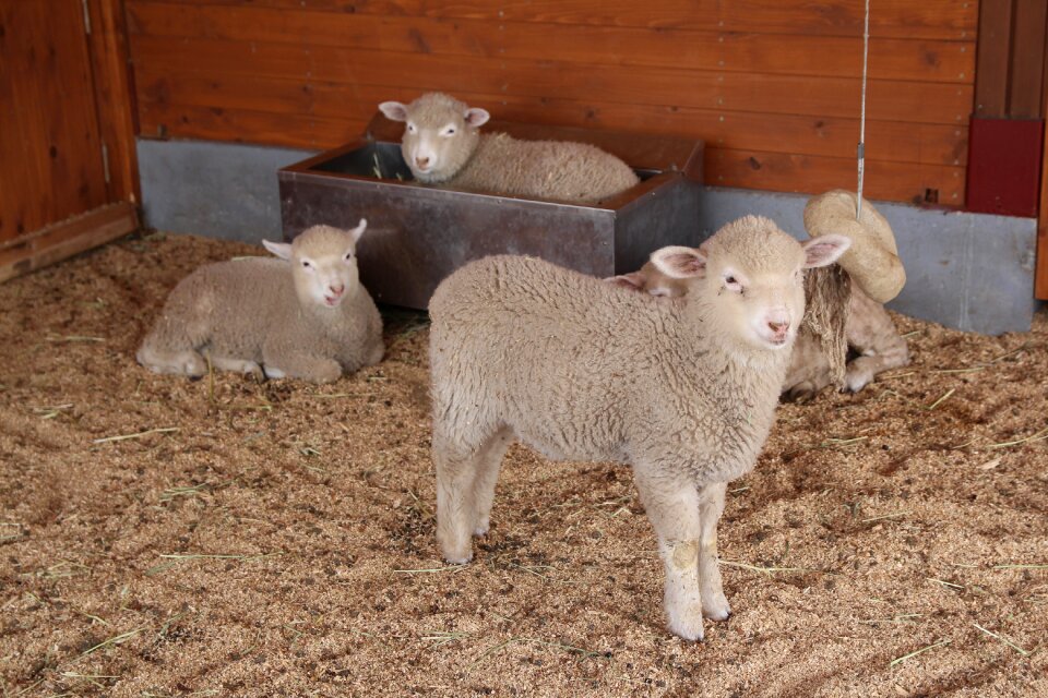 Farm livestock animal