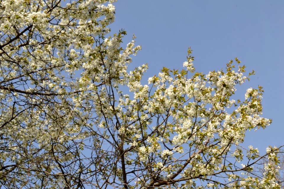 flowering trees
