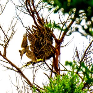 Yellow-tailed black cockatoo and Red wattlebird photo