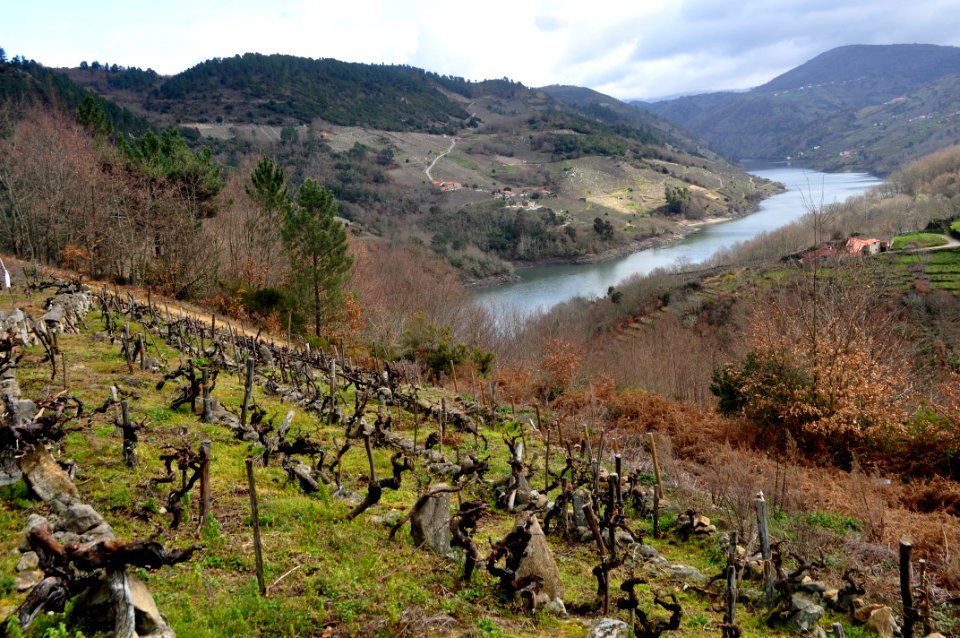 Viñedos sobre el Sil
