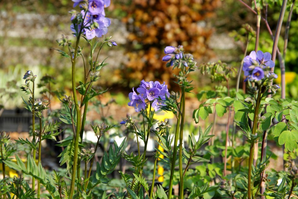 polemonium