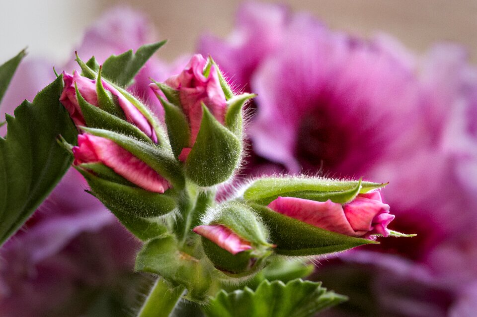 Bloom flower flora