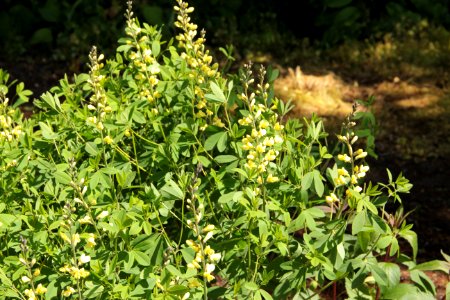 baptisia moonlight
