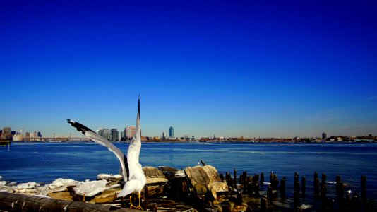 East river gull photo