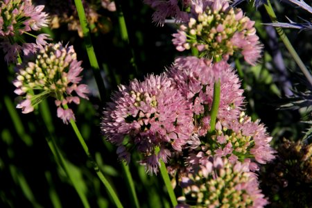 allium