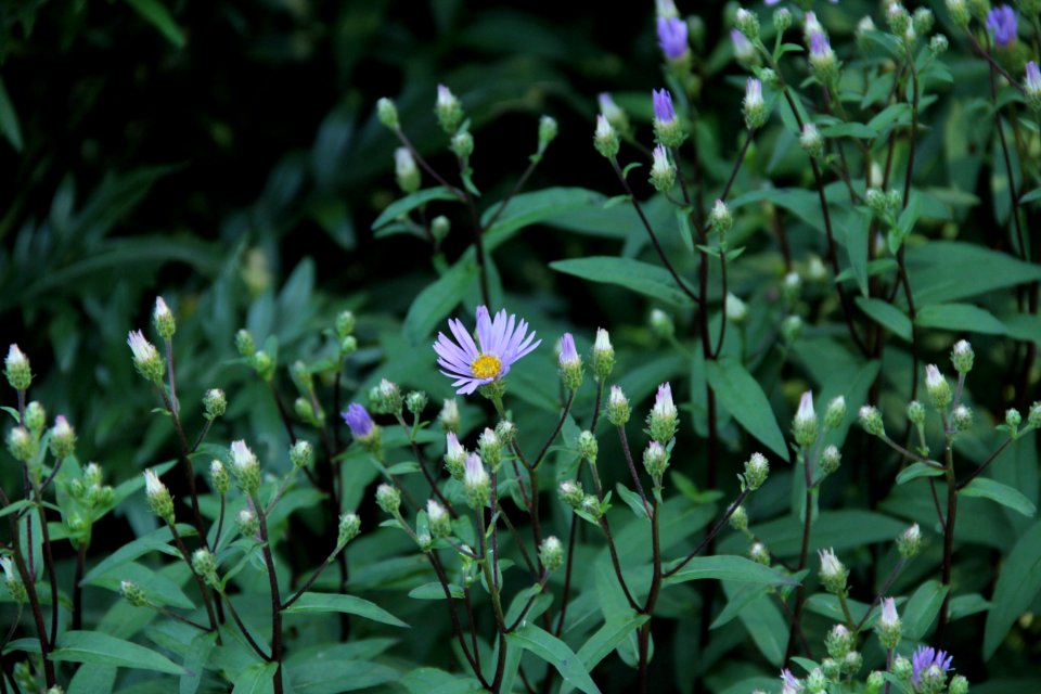 aster radula