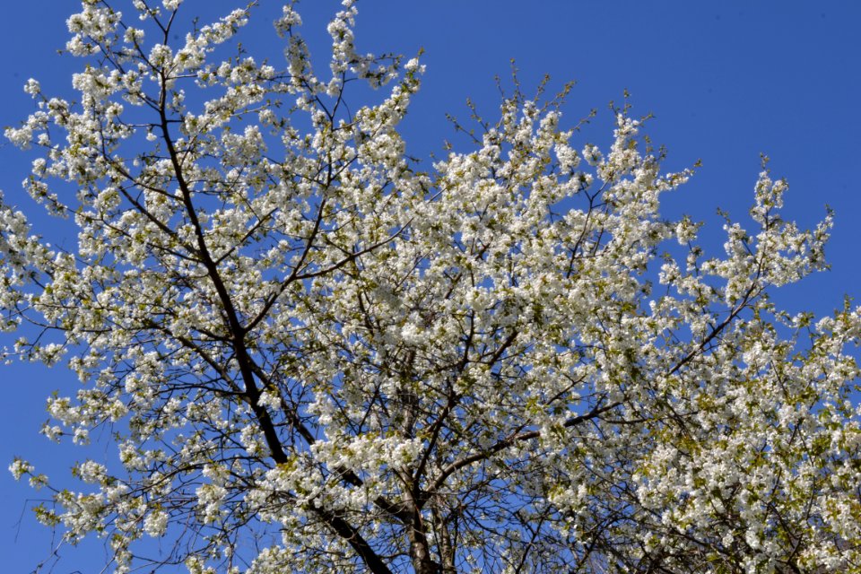flowering trees