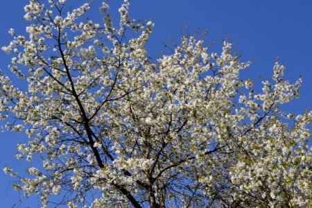 flowering trees