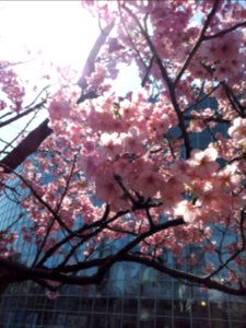 Cherry blossoms in Tokyo.