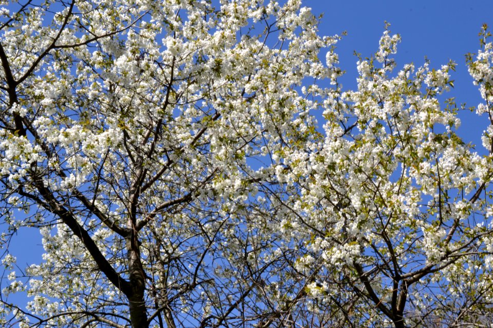 flowering trees