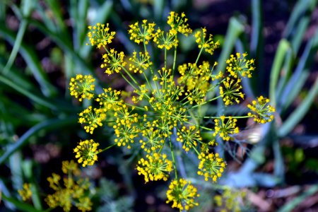 dill flower