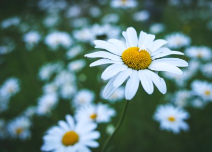 Oxeye daisy photo