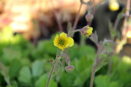 geum lemon drop