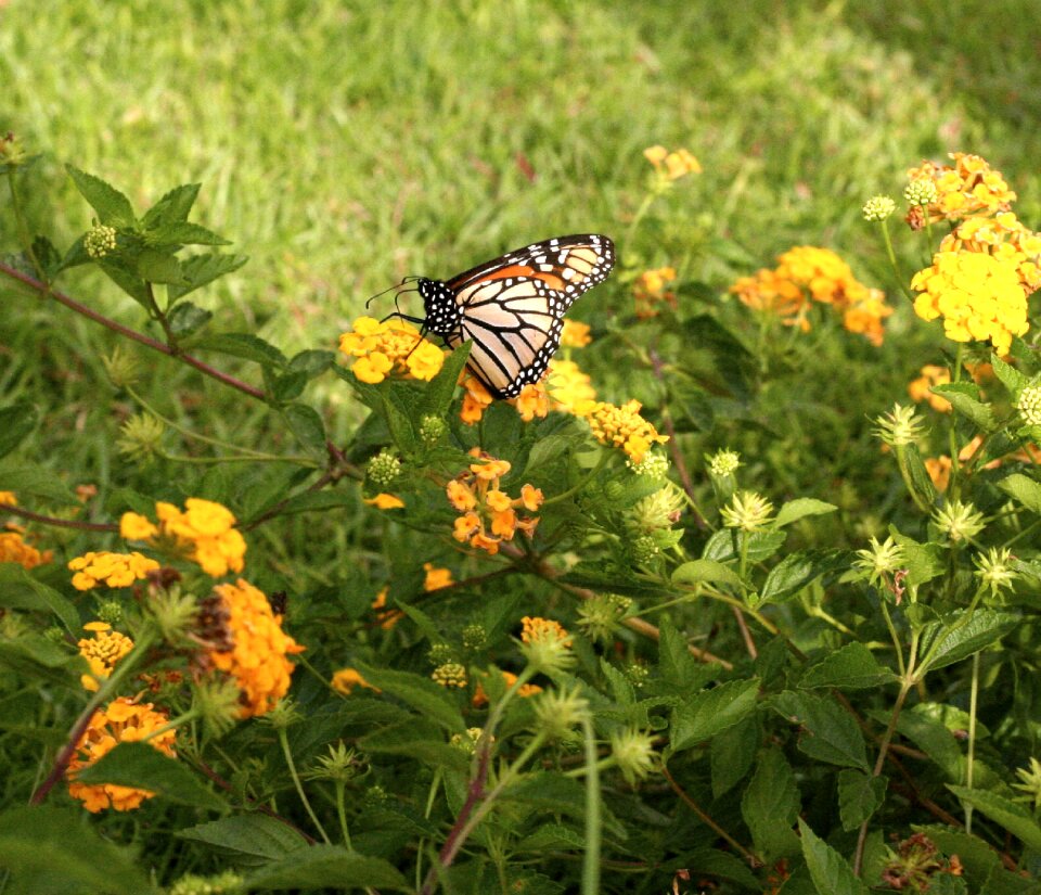 Nature summer spring