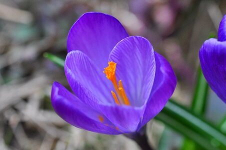 Bloom purple plant photo