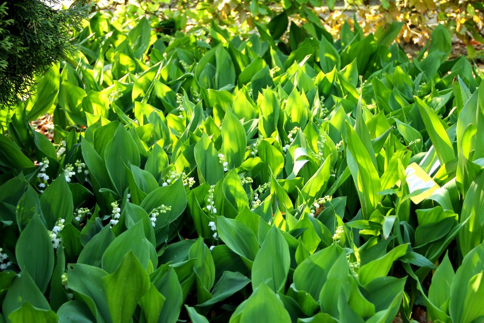 convalaria