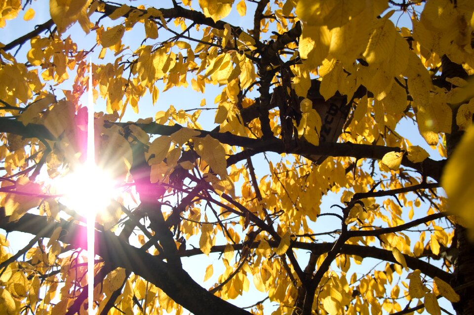 Sun leaves yellow