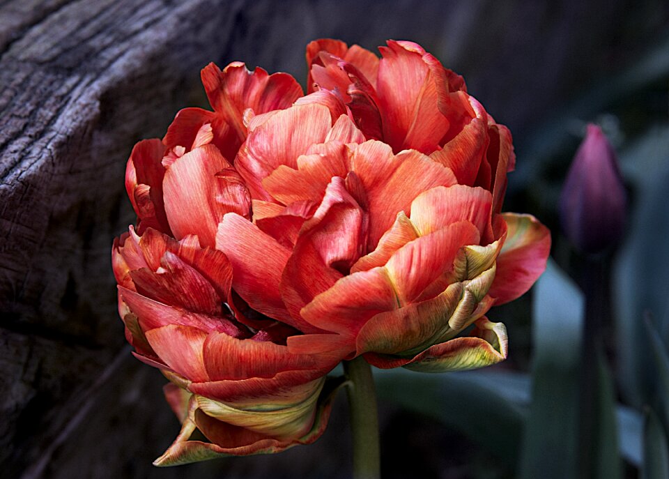 Nature flowers bloom close up