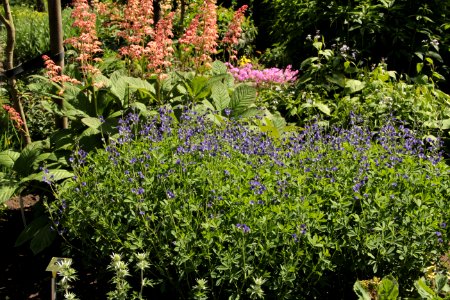baptisia australis