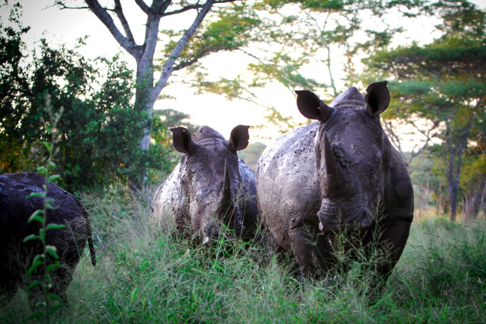 Rhinos in the afternoon