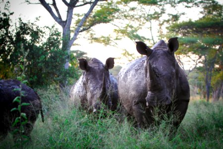 Rhinos in the afternoon