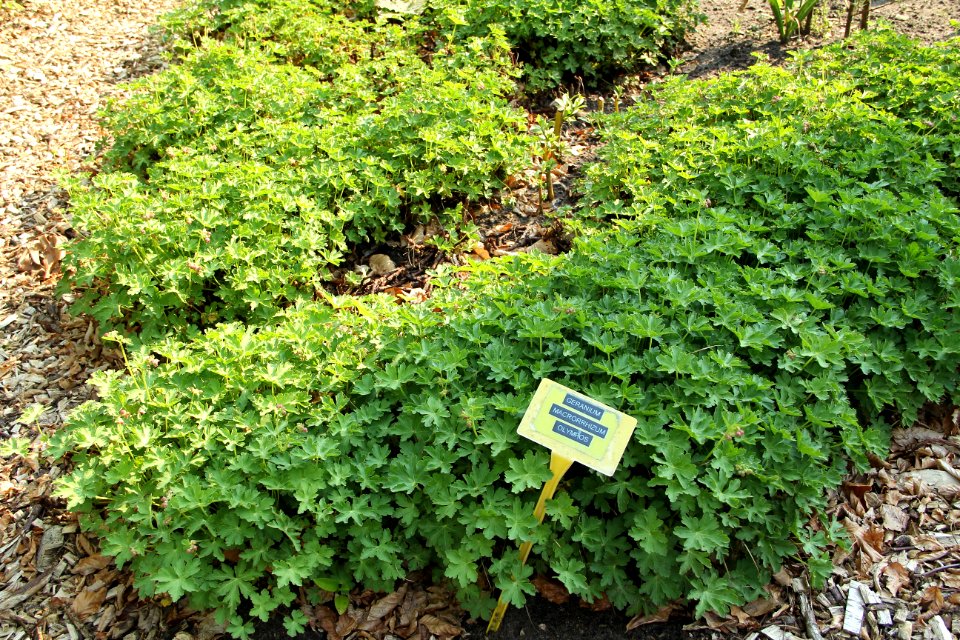 geranium