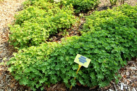 geranium