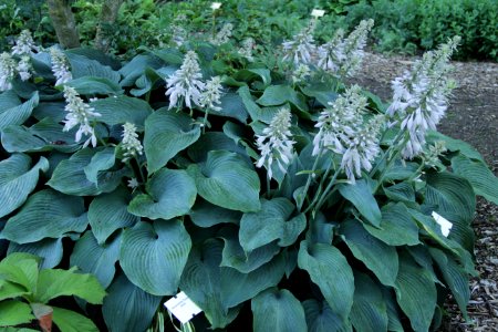 hosta blue angel