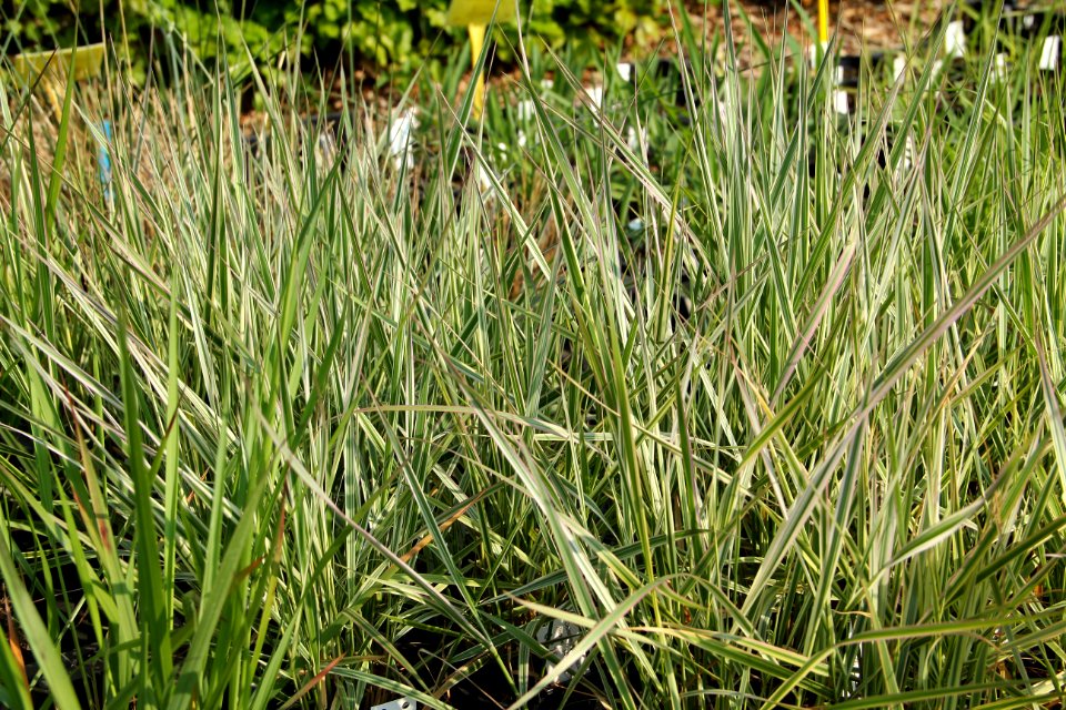 calamagrostis overdam