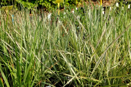 calamagrostis overdam