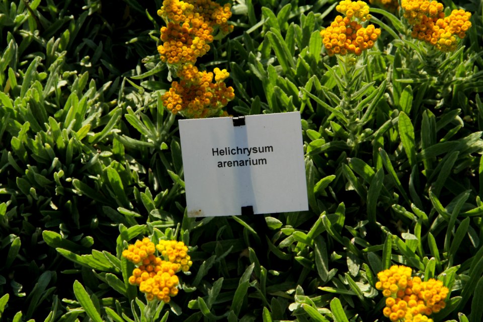 helichrysum arenarium