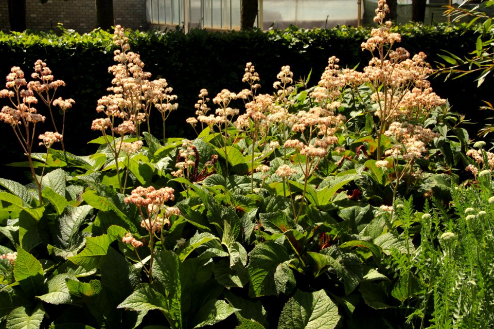 rodgersia pinnata hortorum