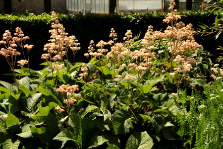 rodgersia pinnata hortorum
