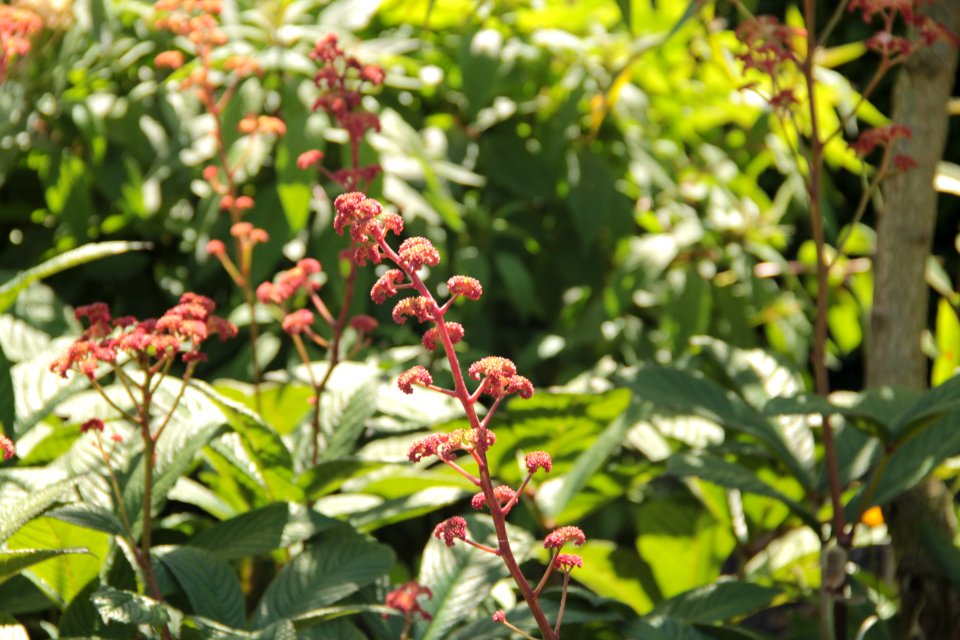 rodgersia pinnata hortorum