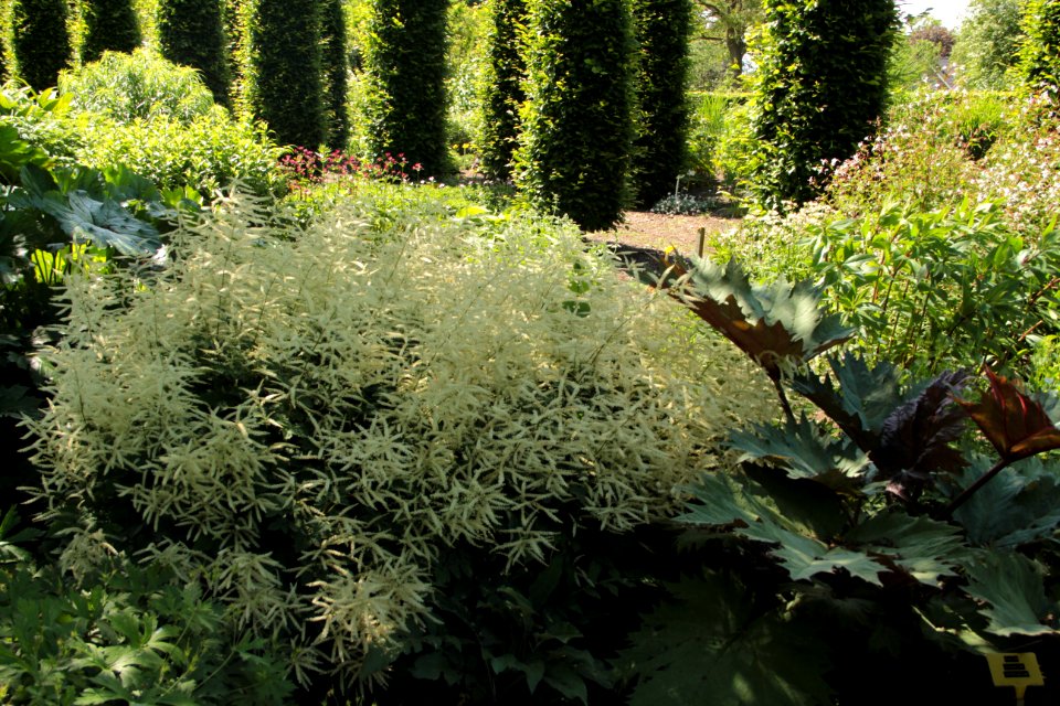 aruncus misty lace